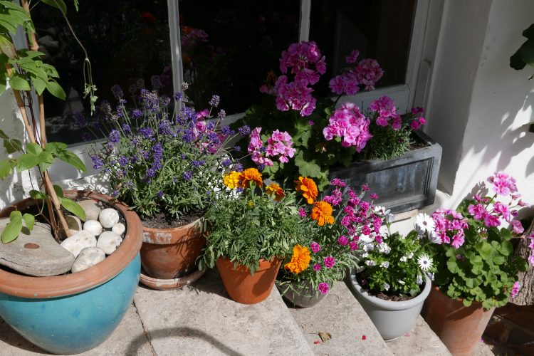 Patio flowers